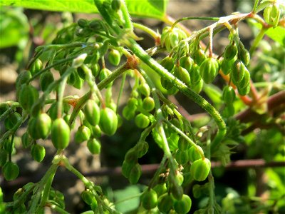 Wilder Hopfen (Humulus lupulus) in einem aufgelassenem Schrebergarten in Hockenheim. Nachdem die Schrebergärten am Kraichbach im Februar/März 2016 einplaniert wurden, hat sich zunächst wieder eine unb photo