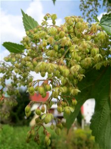 Wilder Hopfen (Humulus lupulus) auf einer Ruderalfläche in Hockenheim