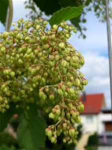 Wilder Hopfen (Humulus lupulus) auf einer Ruderalfläche in Hockenheim