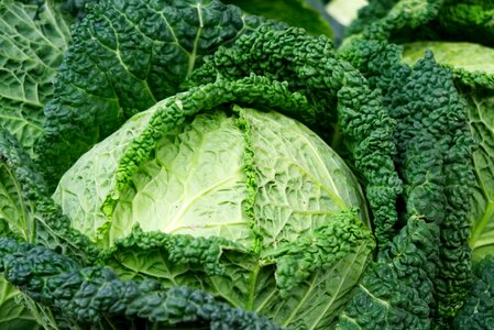 Savoy cabbage vitamins food