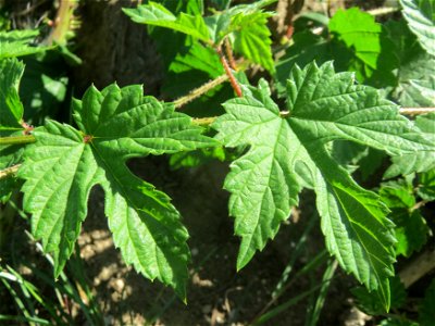 Wilder Hopfen (Humulus lupulus) in einem aufgelassenem Schrebergarten in Hockenheim. Nachdem die Schrebergärten am Kraichbach im Februar/März 2016 einplaniert wurden, hat sich zunächst wieder eine unb