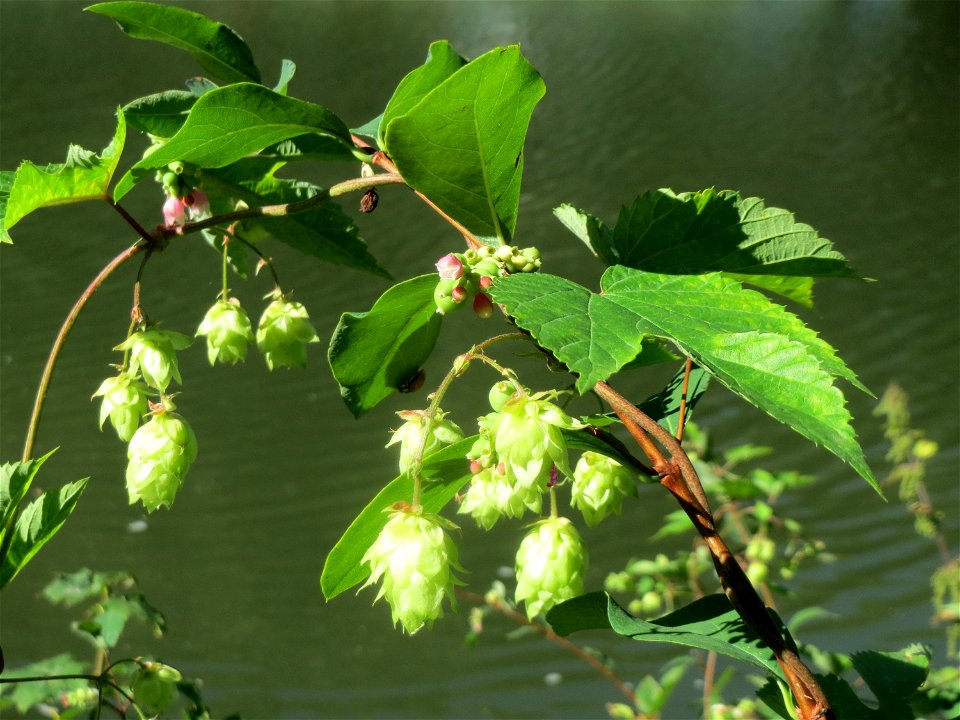 Wilder Hopfen (Humulus lupulus) an der Saar in Saarbrücken