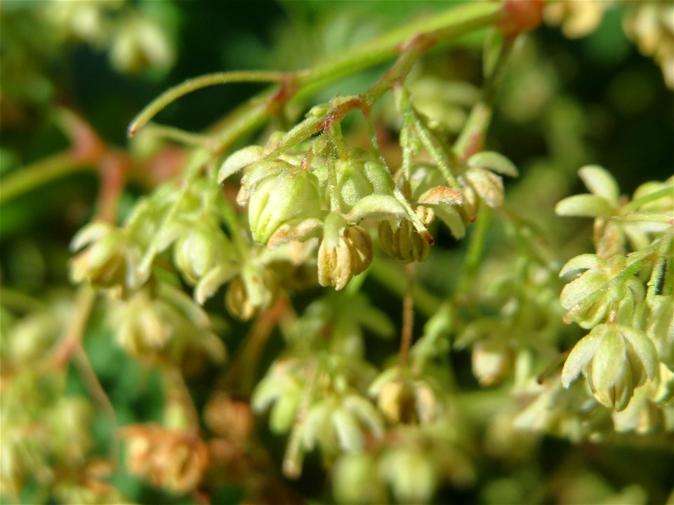 Wilder Hopfen (Humulus lupulus) an der Saar in Saarbrücken
