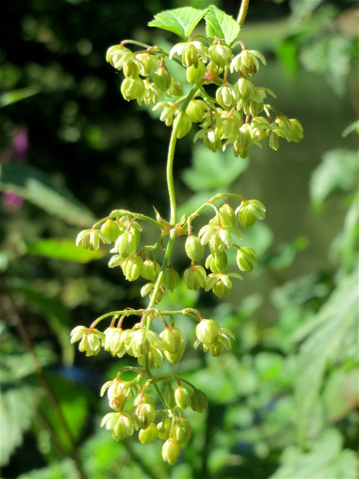 Wilder Hopfen (Humulus lupulus) an der Saar in Saarbrücken