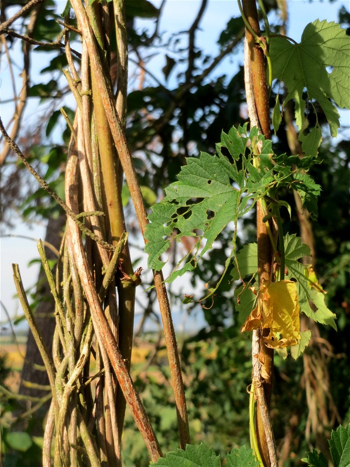 Wilder Hopfen (Humulus lupulus) auf dem Feldherrenhügel (Naturschutzgebiet „Oftersheimer Dünen“)