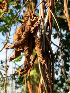 Wilder Hopfen (Humulus lupulus) auf dem Feldherrenhügel (Naturschutzgebiet „Oftersheimer Dünen“)