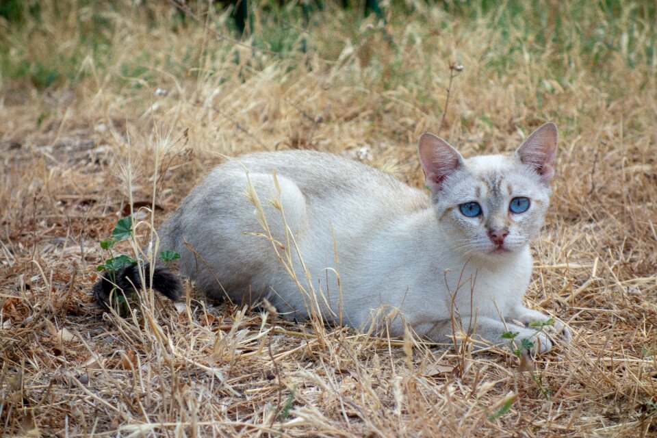 Fur domestic animal
