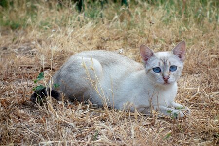 Fur domestic animal