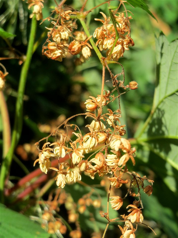 Wilder Hopfen (Humulus lupulus) auf dem Feldherrenhügel (Naturschutzgebiet „Oftersheimer Dünen“)