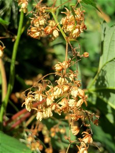 Wilder Hopfen (Humulus lupulus) auf dem Feldherrenhügel (Naturschutzgebiet „Oftersheimer Dünen“)