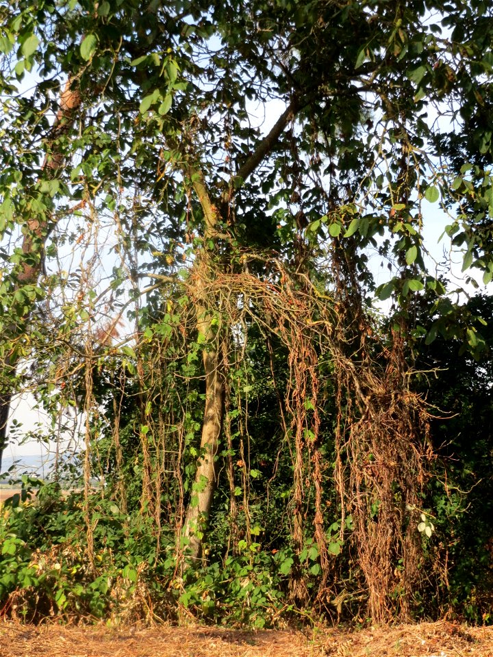 Wilder Hopfen (Humulus lupulus) auf dem Feldherrenhügel (Naturschutzgebiet „Oftersheimer Dünen“)