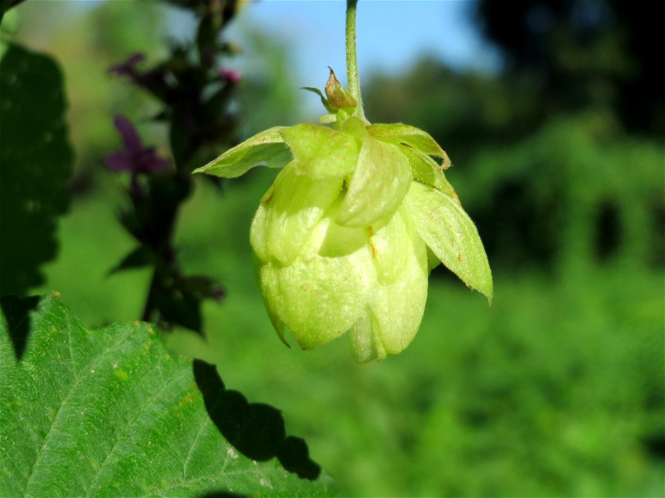 Wilder Hopfen (Humulus lupulus) am Rhein bei Altlußheim