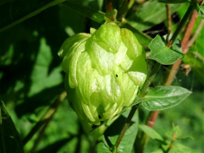 Wilder Hopfen (Humulus lupulus) am Rhein bei Altlußheim