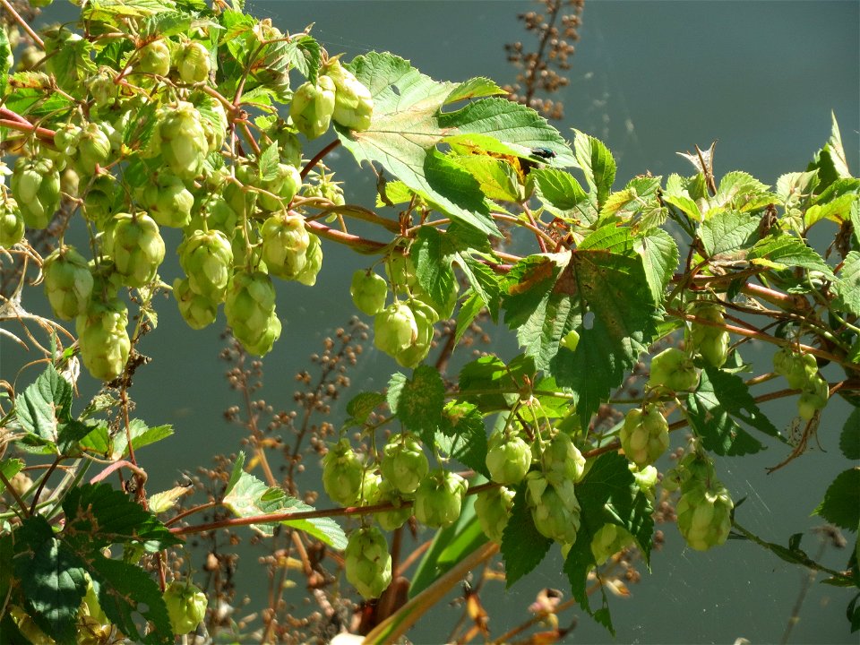 Wilder Hopfen (Humulus lupulus) an der Saar in Saarbrücken