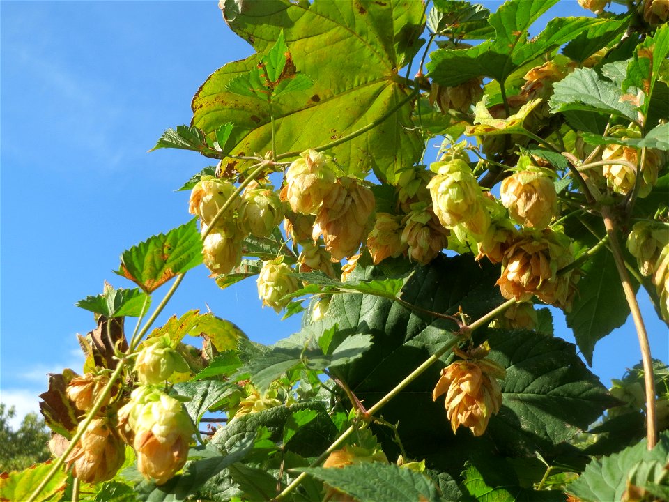 Wilder Hopfen (Humulus lupulus) an der Saar in Saarbrücken