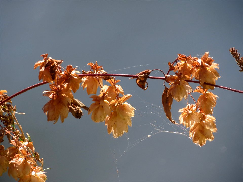 Wilder Hopfen (Humulus lupulus) an der Saar in Saarbrücken