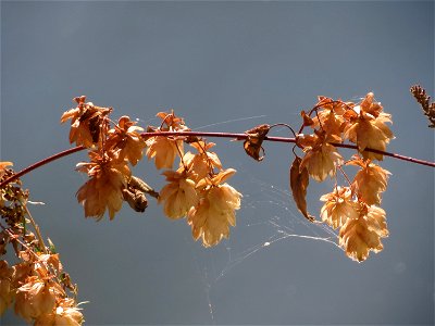 Wilder Hopfen (Humulus lupulus) an der Saar in Saarbrücken photo