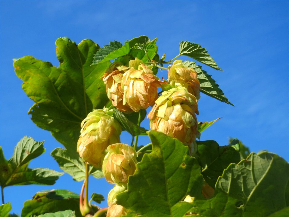 Wilder Hopfen (Humulus lupulus) an der Saar in Saarbrücken