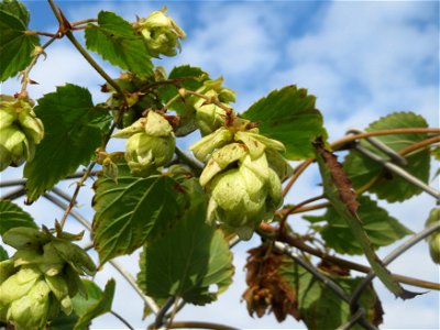 Wilder Hopfen (Humulus lupulus) in Hockenheim