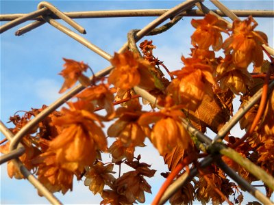 Wilder Hopfen (Humulus lupulus) in Hockenheim