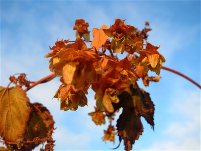Wilder Hopfen (Humulus lupulus) in Hockenheim