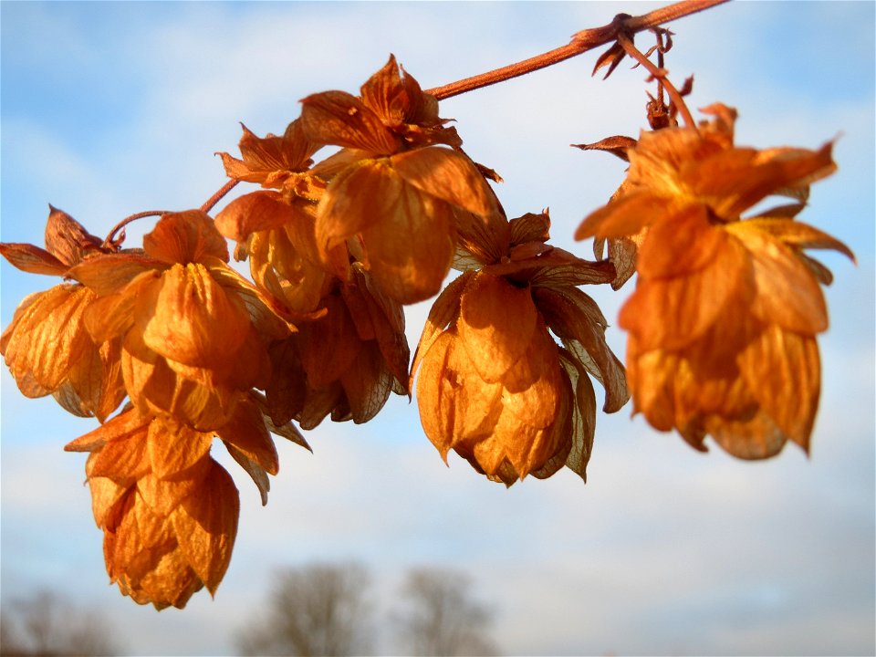 Wilder Hopfen (Humulus lupulus) in Hockenheim