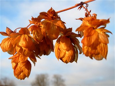 Wilder Hopfen (Humulus lupulus) in Hockenheim