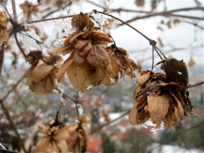 Wilder Hopfen (Humulus lupulus) am Winterberg in Saarbrücken photo