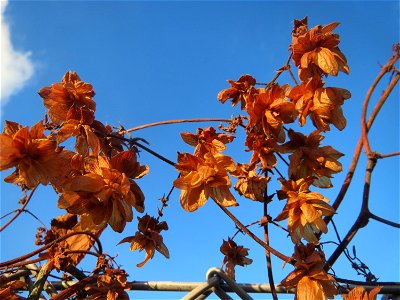 Wilder Hopfen (Humulus lupulus) in Hockenheim
