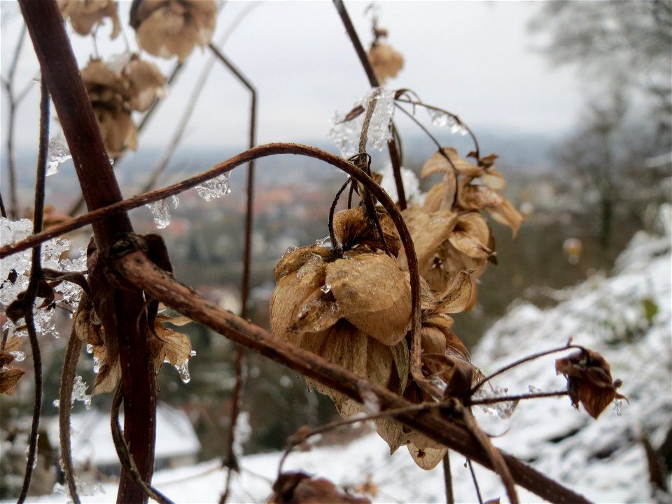 Wilder Hopfen (Humulus lupulus) am Winterberg in Saarbrücken