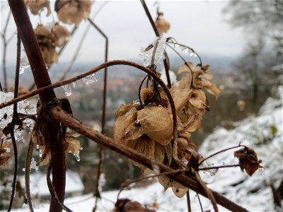 Wilder Hopfen (Humulus lupulus) am Winterberg in Saarbrücken photo