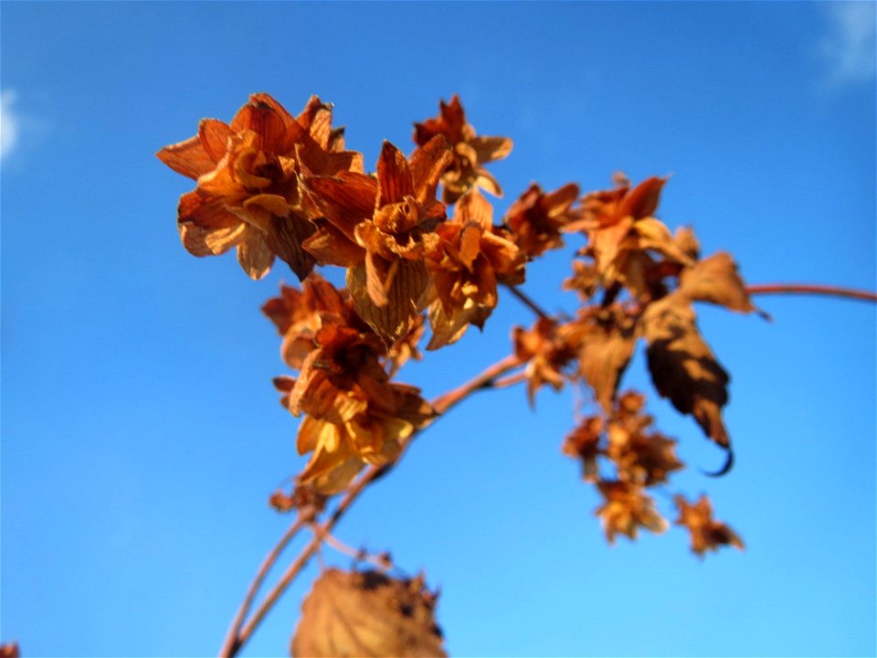Wilder Hopfen (Humulus lupulus) in Hockenheim