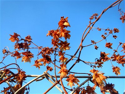 Wilder Hopfen (Humulus lupulus) in Hockenheim