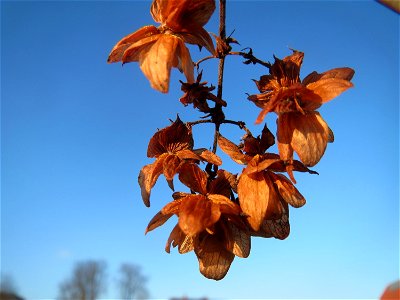 Wilder Hopfen (Humulus lupulus) in Hockenheim