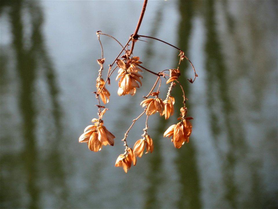 Wilder Hopfen (Humulus lupulus) an der Saar in Saarbrücken