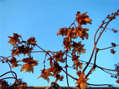Wilder Hopfen (Humulus lupulus) in Hockenheim