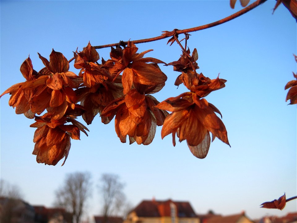 Wilder Hopfen (Humulus lupulus) in Hockenheim