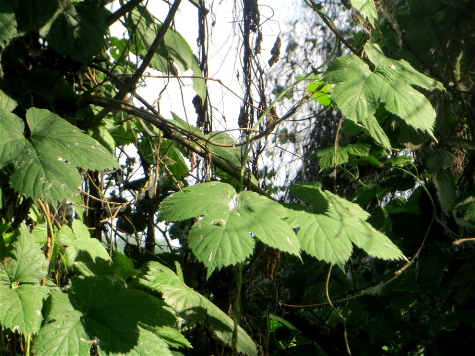Wilder Hopfen (Humulus lupulus) im Naturschutzgebiet „Marlach“ im Landschaftsschutzgebiet „Hockenheimer Rheinbogen“