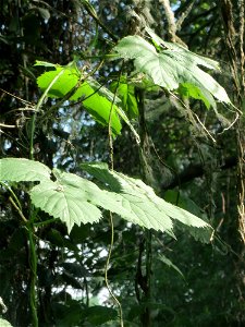 Wilder Hopfen (Humulus lupulus) im Naturschutzgebiet „Marlach“ im Landschaftsschutzgebiet „Hockenheimer Rheinbogen“