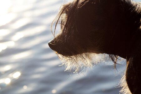 Chinese crested hairless dog reflection