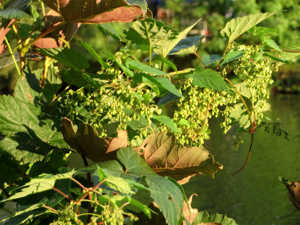 Wilder Hopfen (Humulus lupulus) an der Saar in Saarbrücken im Blütenstand