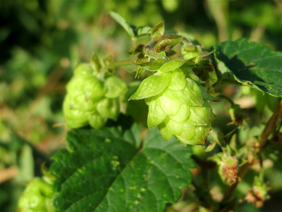 Verwilderter Hopfen (Humulus lupulus) in Schwetzingen