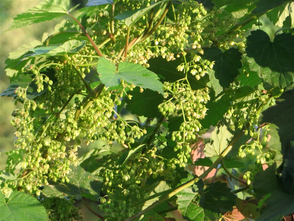 Wilder Hopfen (Humulus lupulus) an der Saar in Saarbrücken im Blütenstand