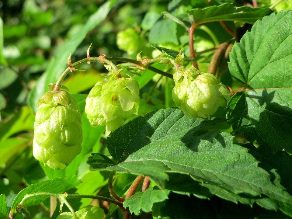 Verwilderter Hopfen (Humulus lupulus) in Schwetzingen