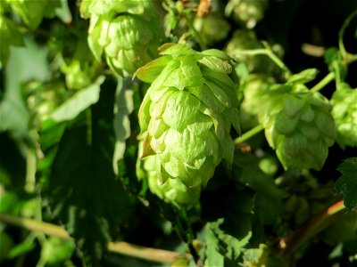 Verwilderter Hopfen (Humulus lupulus) in Schwetzingen - der Hopfenanbau in der Region ist schon seit Jahrzehnten eingestellt worden, verwildert kommt er aber häufig vor photo