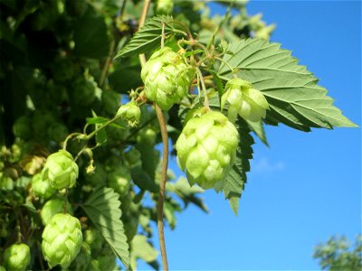 Verwilderter Hopfen (Humulus lupulus) in Schwetzingen - der Hopfenanbau in der Region ist schon seit Jahrzehnten eingestellt worden, verwildert kommt er aber häufig vor}, an Ruderal-Flächen in der Sta photo