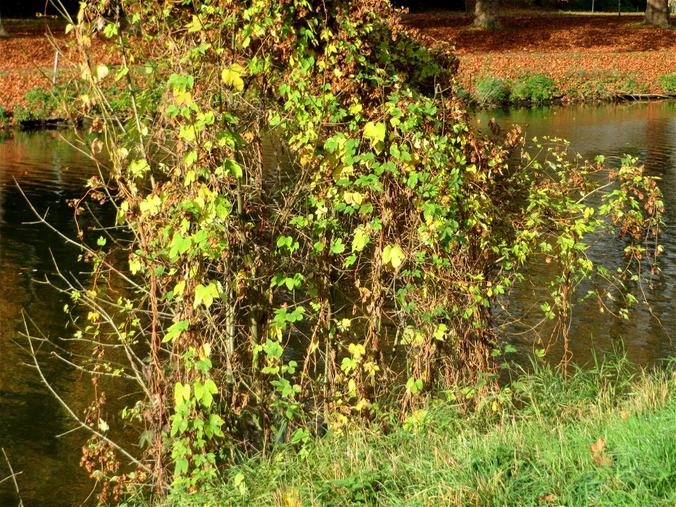 Wilder Hopfen (Humulus lupulus) an der Saar in Saarbrücken