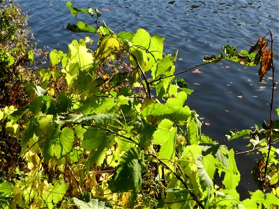 Wilder Hopfen (Humulus lupulus) an der Saar vor dem Heizkraftwerk in Saarbrücken