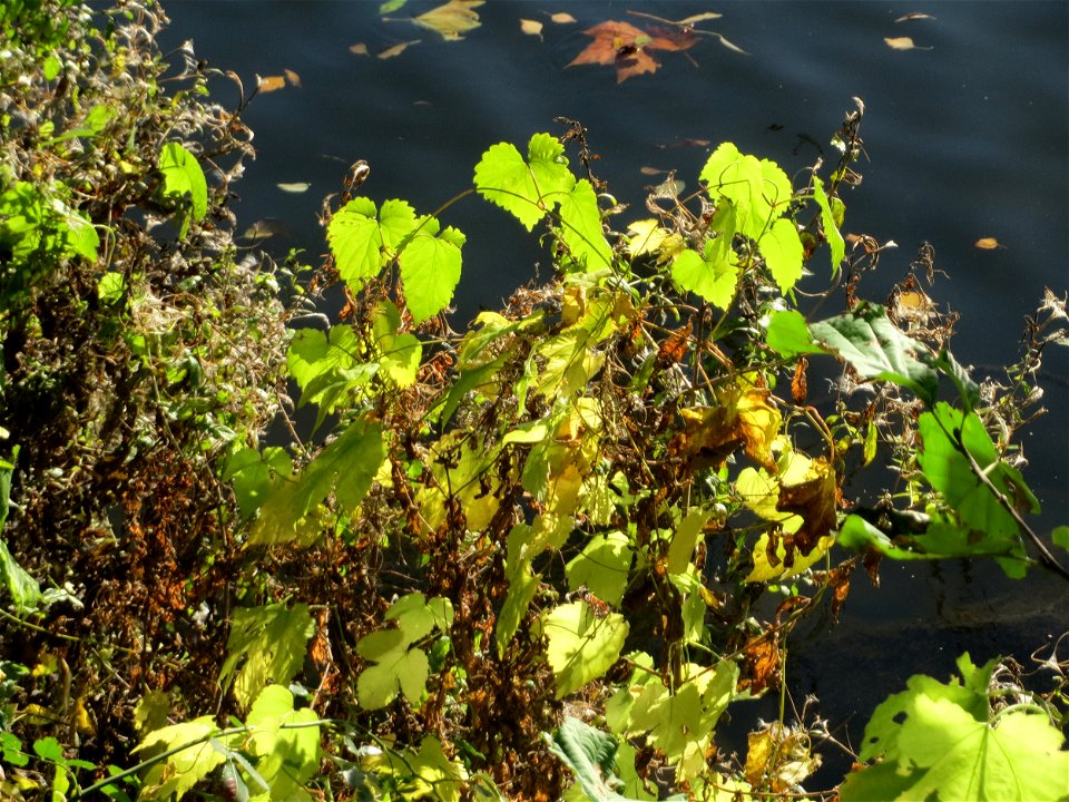 Wilder Hopfen (Humulus lupulus) an der Saar vor dem Heizkraftwerk in Saarbrücken
