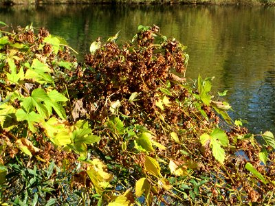 Wilder Hopfen (Humulus lupulus) an der Saar in Sankt Arnual